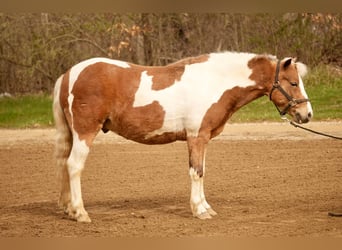 Altri pony/cavalli di piccola taglia, Castrone, 4 Anni, 112 cm