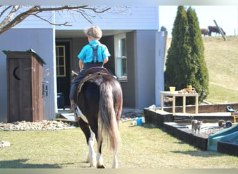 Altri pony/cavalli di piccola taglia, Castrone, 4 Anni, 112 cm, Pezzato
