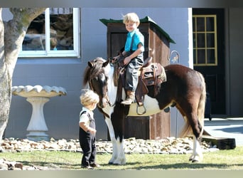 Altri pony/cavalli di piccola taglia, Castrone, 4 Anni, 112 cm, Pezzato
