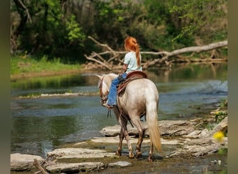 Altri pony/cavalli di piccola taglia, Castrone, 4 Anni, 114 cm, Palomino