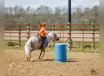 Altri pony/cavalli di piccola taglia, Castrone, 4 Anni, 114 cm, Palomino