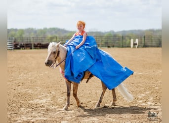 Altri pony/cavalli di piccola taglia, Castrone, 4 Anni, 114 cm, Palomino