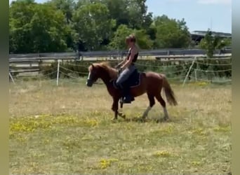 Altri pony/cavalli di piccola taglia, Castrone, 4 Anni, 116 cm, Sauro