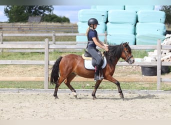 Altri pony/cavalli di piccola taglia, Castrone, 4 Anni, 119 cm, Baio