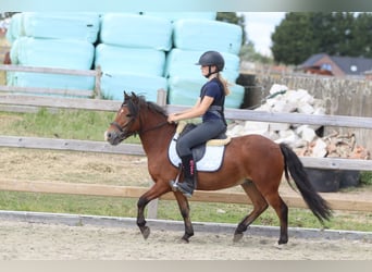 Altri pony/cavalli di piccola taglia, Castrone, 4 Anni, 119 cm, Baio