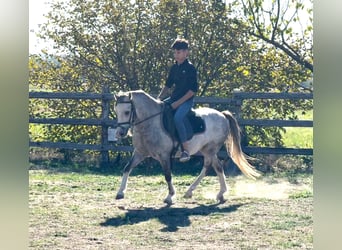Altri pony/cavalli di piccola taglia, Castrone, 4 Anni, 120 cm, Grigio pezzato