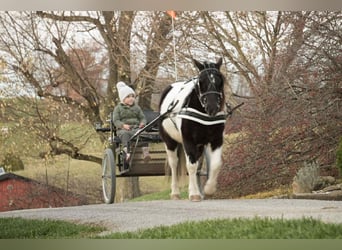 Altri pony/cavalli di piccola taglia, Castrone, 4 Anni, 124 cm, Pezzato