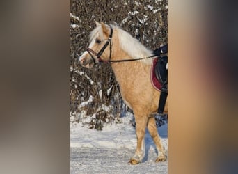 Altri pony/cavalli di piccola taglia, Castrone, 4 Anni, 125 cm, Palomino