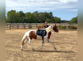 Altri pony/cavalli di piccola taglia, Castrone, 4 Anni, 127 cm, Pezzato