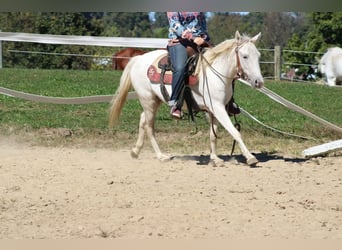 Altri pony/cavalli di piccola taglia, Castrone, 4 Anni, 132 cm, Grigio