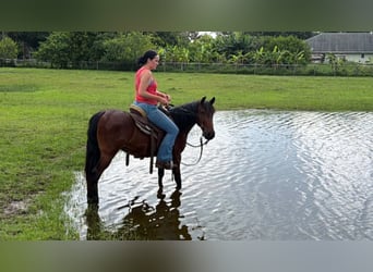 Altri pony/cavalli di piccola taglia, Castrone, 4 Anni, 135 cm, Baio ciliegia