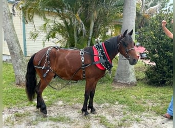 Altri pony/cavalli di piccola taglia, Castrone, 4 Anni, 135 cm, Baio ciliegia
