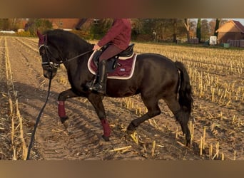 Altri pony/cavalli di piccola taglia, Castrone, 4 Anni, 135 cm, Baio nero