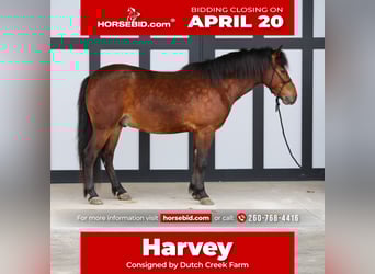 Altri pony/cavalli di piccola taglia, Castrone, 4 Anni, 137 cm, Baio ciliegia