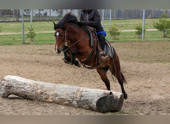 Altri pony/cavalli di piccola taglia, Castrone, 4 Anni, 137 cm, Baio ciliegia