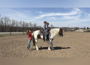 Altri pony/cavalli di piccola taglia, Castrone, 4 Anni, 137 cm, Pezzato