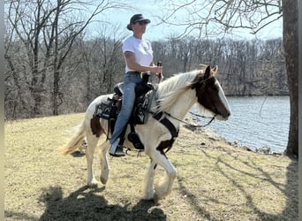 Altri pony/cavalli di piccola taglia, Castrone, 4 Anni, 137 cm, Pezzato