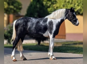 Altri pony/cavalli di piccola taglia, Castrone, 4 Anni, 138 cm, Pezzato