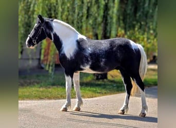 Altri pony/cavalli di piccola taglia, Castrone, 4 Anni, 138 cm, Pezzato