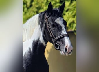 Altri pony/cavalli di piccola taglia, Castrone, 4 Anni, 138 cm, Pezzato