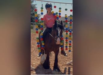 Altri pony/cavalli di piccola taglia, Castrone, 4 Anni, 140 cm, Morello