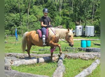 Altri pony/cavalli di piccola taglia, Castrone, 4 Anni, 140 cm, Palomino