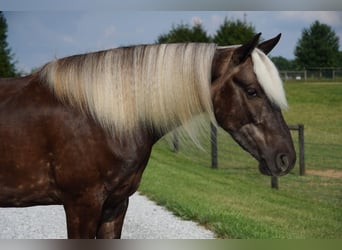 Altri pony/cavalli di piccola taglia, Castrone, 4 Anni, 140 cm