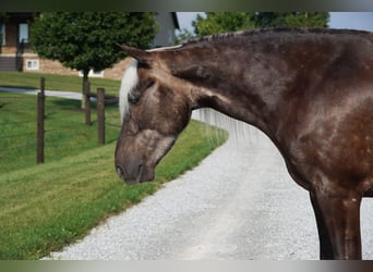 Altri pony/cavalli di piccola taglia, Castrone, 4 Anni, 140 cm