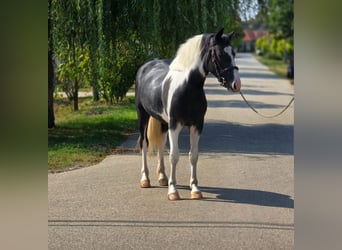 Altri pony/cavalli di piccola taglia, Castrone, 4 Anni, 140 cm, Pezzato
