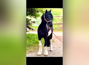 Altri pony/cavalli di piccola taglia, Castrone, 4 Anni, 140 cm, Pezzato