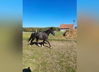 Altri pony/cavalli di piccola taglia Mix, Castrone, 4 Anni, 142 cm, Morello