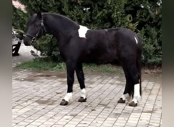 Altri pony/cavalli di piccola taglia, Castrone, 4 Anni, 142 cm, Pezzato