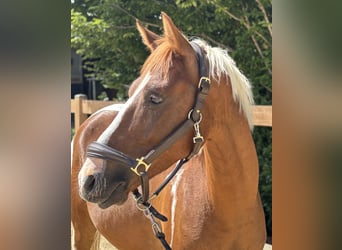 Altri pony/cavalli di piccola taglia, Castrone, 4 Anni, 142 cm, Pezzato