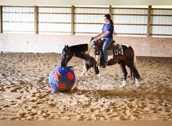 Altri pony/cavalli di piccola taglia Mix, Castrone, 4 Anni, 142 cm, Pezzato