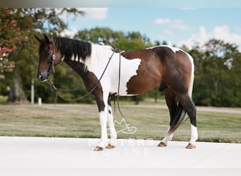 Altri pony/cavalli di piccola taglia Mix, Castrone, 4 Anni, 142 cm, Pezzato