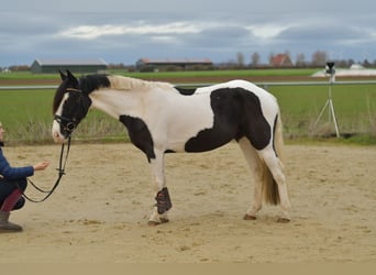 Altri pony/cavalli di piccola taglia, Castrone, 4 Anni, 143 cm, Pezzato