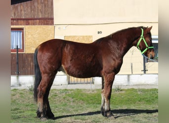 Altri pony/cavalli di piccola taglia, Castrone, 4 Anni, 145 cm, Baio