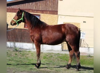 Altri pony/cavalli di piccola taglia, Castrone, 4 Anni, 145 cm, Baio