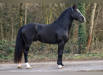 Altri pony/cavalli di piccola taglia, Castrone, 4 Anni, 145 cm, Morello