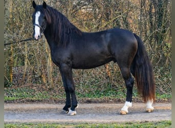 Altri pony/cavalli di piccola taglia, Castrone, 4 Anni, 145 cm, Morello