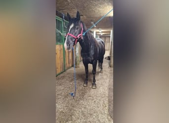 Altri pony/cavalli di piccola taglia, Castrone, 4 Anni, 145 cm, Morello