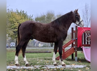 Altri pony/cavalli di piccola taglia, Castrone, 4 Anni, 145 cm, Sauro scuro