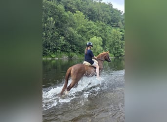 Altri pony/cavalli di piccola taglia, Castrone, 4 Anni, 146 cm, Sauro