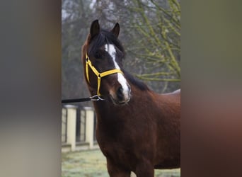 Altri pony/cavalli di piccola taglia, Castrone, 4 Anni, 147 cm, Baio