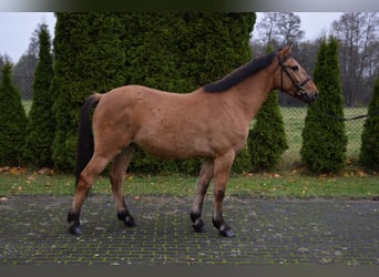 Altri pony/cavalli di piccola taglia, Castrone, 4 Anni, 147 cm, Falbo