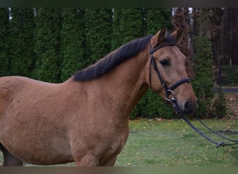 Altri pony/cavalli di piccola taglia, Castrone, 4 Anni, 147 cm, Falbo