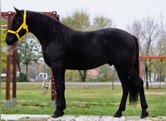 Altri pony/cavalli di piccola taglia, Castrone, 4 Anni, 148 cm, Morello