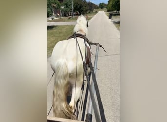 Altri pony/cavalli di piccola taglia, Castrone, 4 Anni, 148 cm, Pezzato
