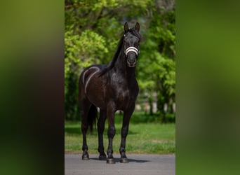 Altri pony/cavalli di piccola taglia, Castrone, 4 Anni, 149 cm, Morello