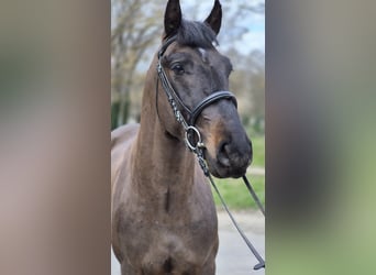 Altri pony/cavalli di piccola taglia, Castrone, 4 Anni, 150 cm, Baio